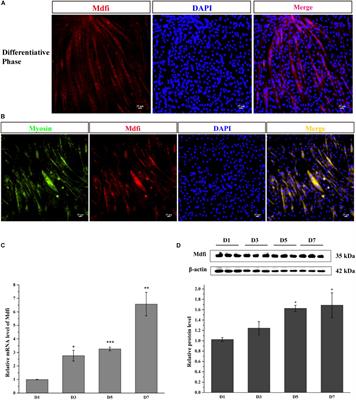 Mdfi Promotes C2C12 Cell Differentiation and Positively Modulates Fast-to-Slow-Twitch Muscle Fiber Transformation